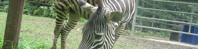 Not quite from Borneo, the zebra is just one of the out-of-town residents at the Lok Kawi Wildlife Park Zoo