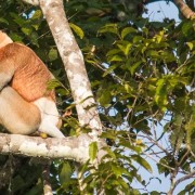 Proboscis Monkeys & Fireflies River Cruise, Kota Kinabalu, Sabah