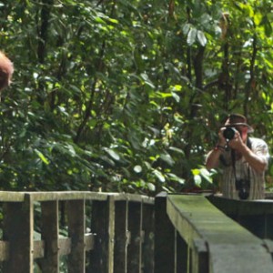 Orangutan at Sepilok welcoming Tourists