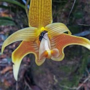 Borneo International Orchid Show, Kota Kinabalu, Sabah
